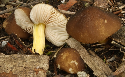 Gelbstieliger Dachpilz (Pluteus romellii)