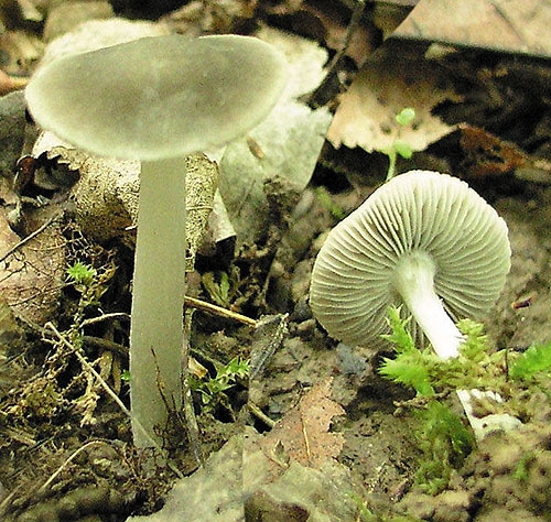 Pluteus_salicinus_KM_1