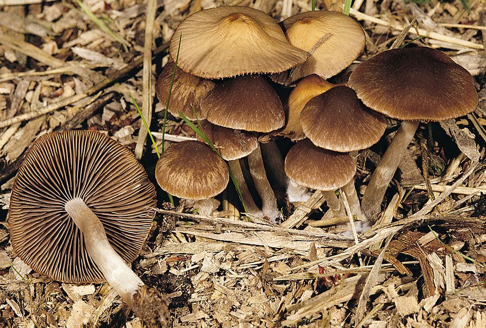 Psathyrella fusca (Dunkelbrauner Mürbling, Schwarzbrauner Faserling)