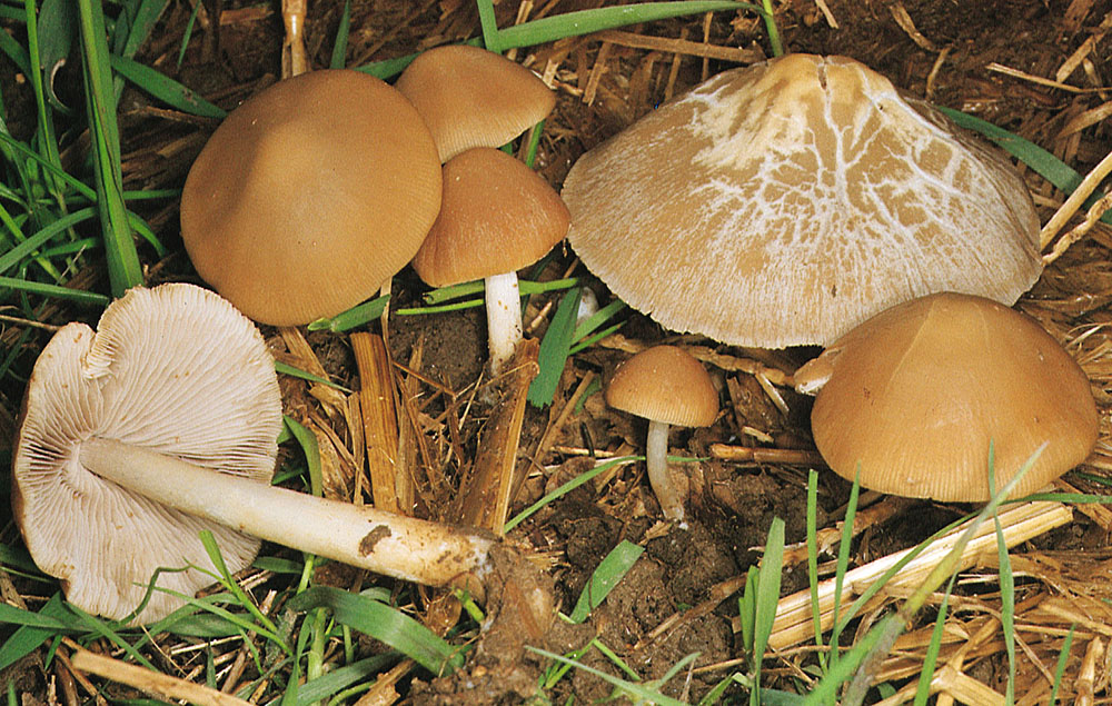 Graubraubner Mürbling (Psathyrella spadiceogrisea)