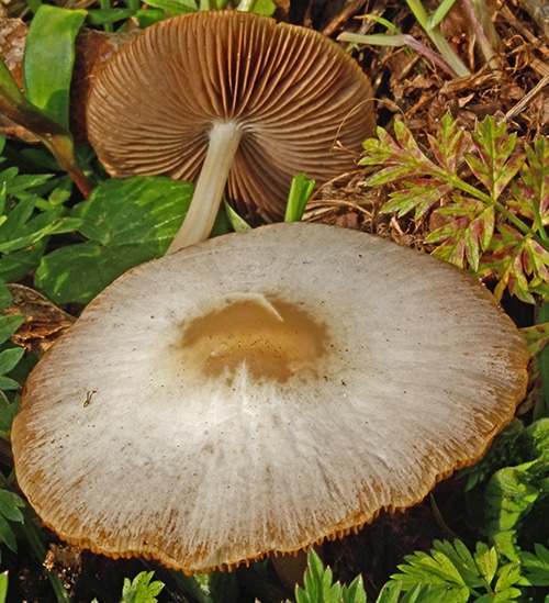 Frühlings-Mürbling (Psathyrella spadiceogrisea)