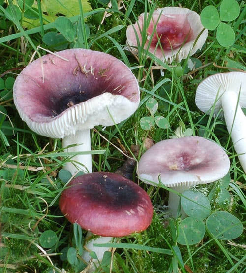 Wechselfarbiger Speitäubling  (Russula fragilis) 