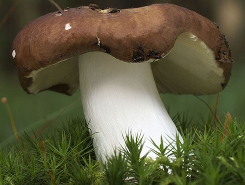 Weißstieliger Leder-Täubling (Russula romellii)