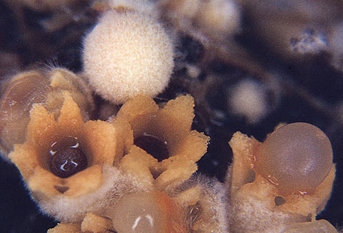 Sphaerobolus_stellatus_KM_1 Kuigelschneller (Sphaerobolus stellatus_2)