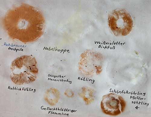 Sporenpulver_2_WS Champignons
