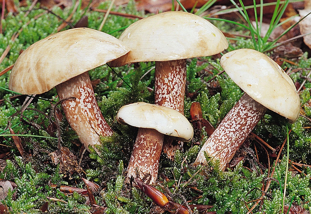 Elfenbein-Röhrling (Suillus placidus)