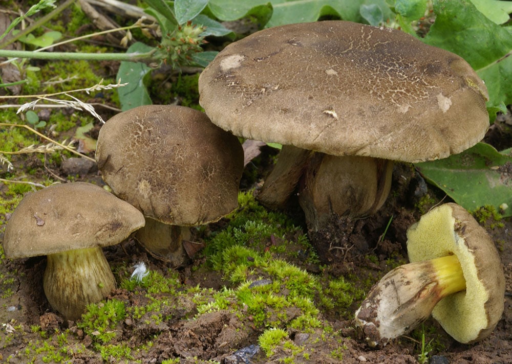 Falscher Rotfußröhrling (Xerocomus porosporus)