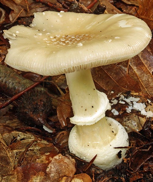 Pantherpilz (Amanita_pantherina)