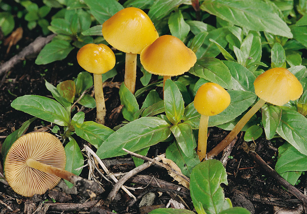 Gold-Samthäubchen (Conocybe aurea)
