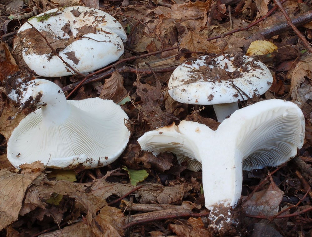 Wolliger Milchling (Lactifluus vellereus)